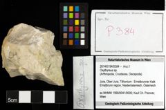 Foto (Objekt + Etiketten) von Oxythyreus sp. 